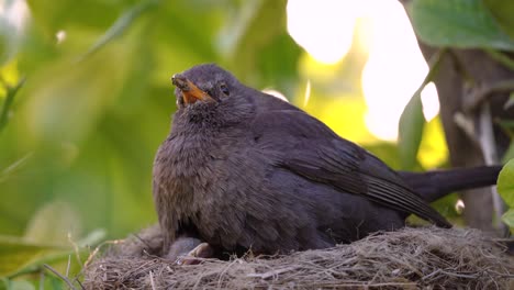 black bird feeds baby bird