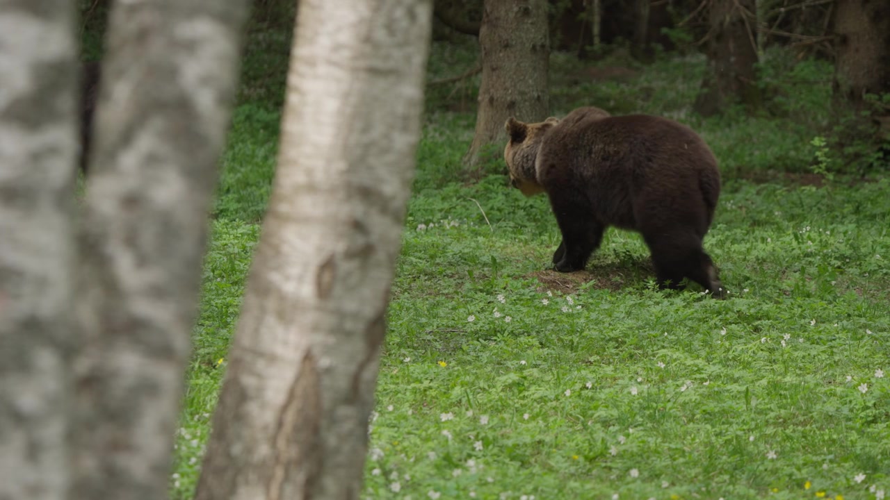 Orso bruno eurasiatico cammina lentamente attraverso una foresta di betulle argentate in Estonia al rallentatore. Mammifero selvatico che si muove sul tappeto verde del bosco, scena documentaristica di habitat naturale.