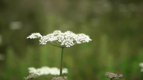 a close up of cow parsley plants in an overgrown english field