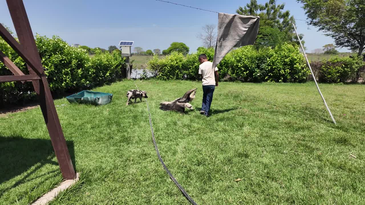 넓고 역동적인 장면에서 어린 소년이 작은 돼지와 아기 개미핥기와 함께 풀밭에서 장난치며 놀고 있어요. 놀라운 시골의 공존이네요.