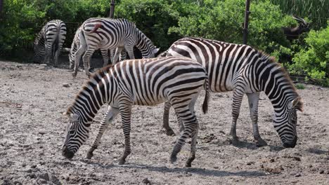 a herd of zebras feeding on ground vegetation