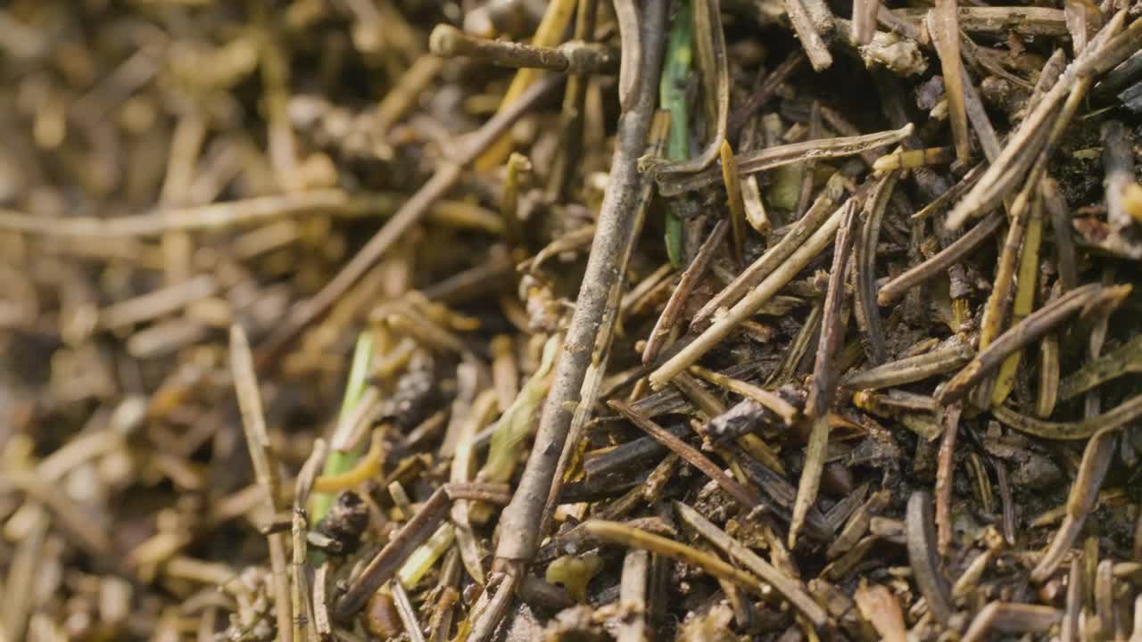 개미 언덕 에 있는 개미 들