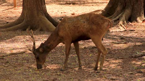 Lone-Javan-rusa-deer-Grazing-on-the-shade-in-Komodo-Island,-Indonesia---Medium-shot