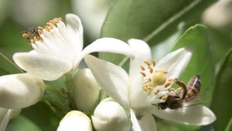 los azahares son atractivos para muchas especies de abejas