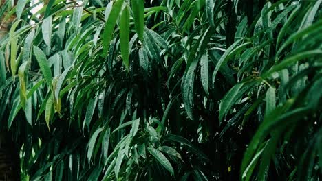 slow reveal of raindrops hitting leaves on plant during cloudy day in slowmotion