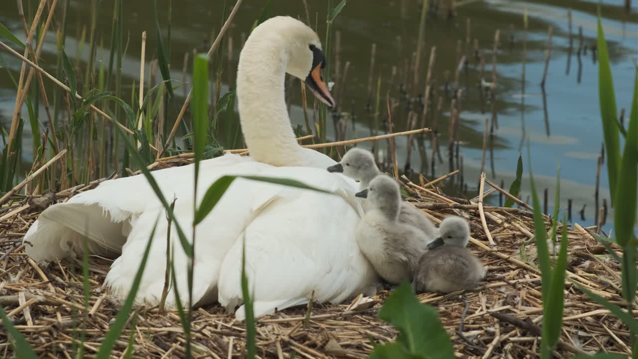 lindos cisnes bebés tratando de esconderse debajo de las plumas de cisne madre