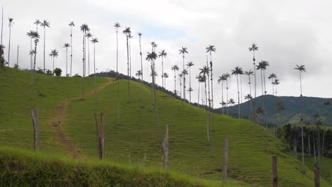 Local-Tourists-Walkng-up-Hill-Amongst-Palms-Cocora-Valley