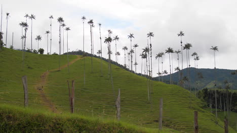 turistas locales caminando cuesta arriba entre palmeras valle de cocora