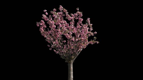 Japanese Cherry Isolated Tree