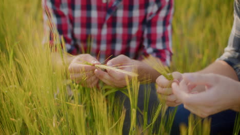 farmers inspecting wheat stalks