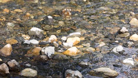 sunlit creek water flows over smooth rocks in a forest, capturing gentle movement and textures
