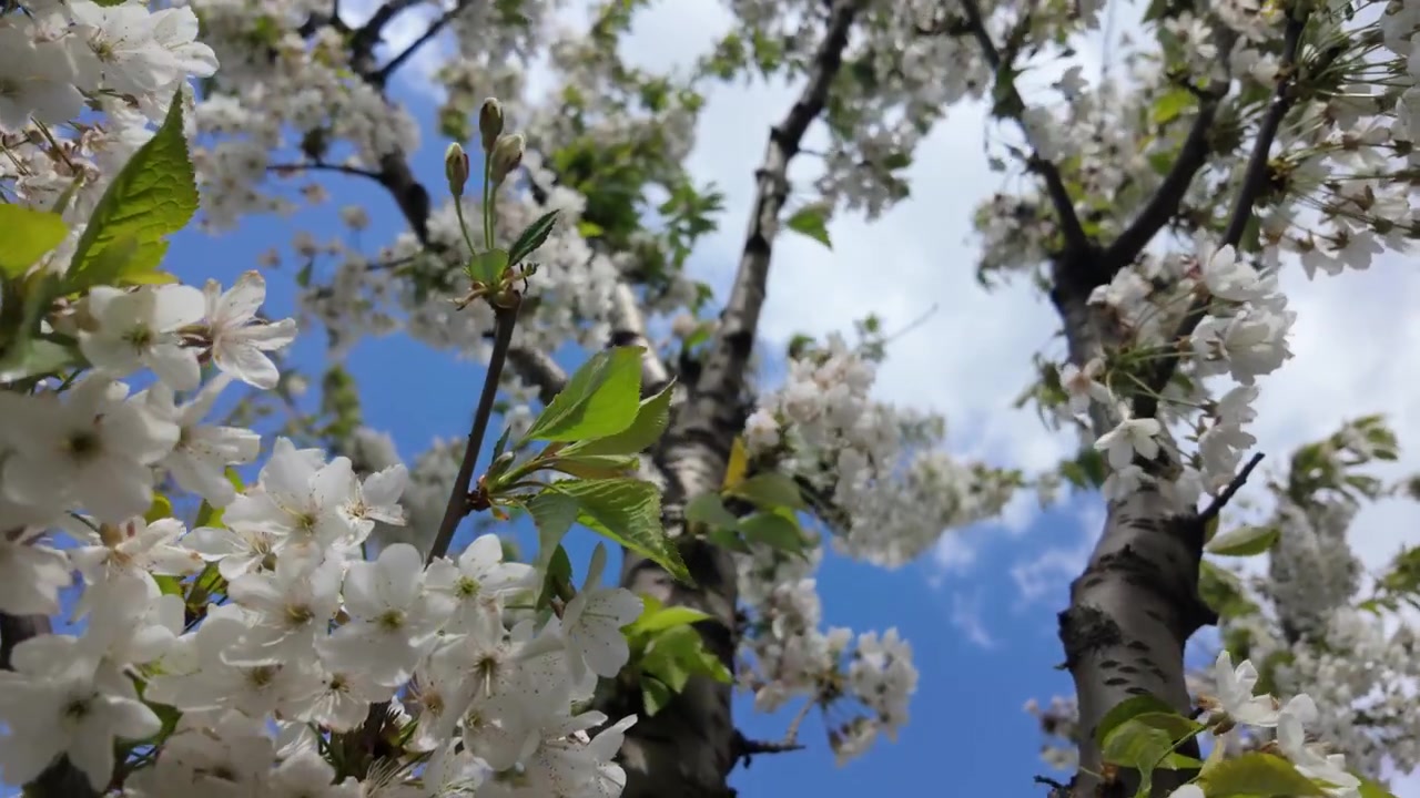 White blossoms blooming on tree branches under bright sunlight during spring