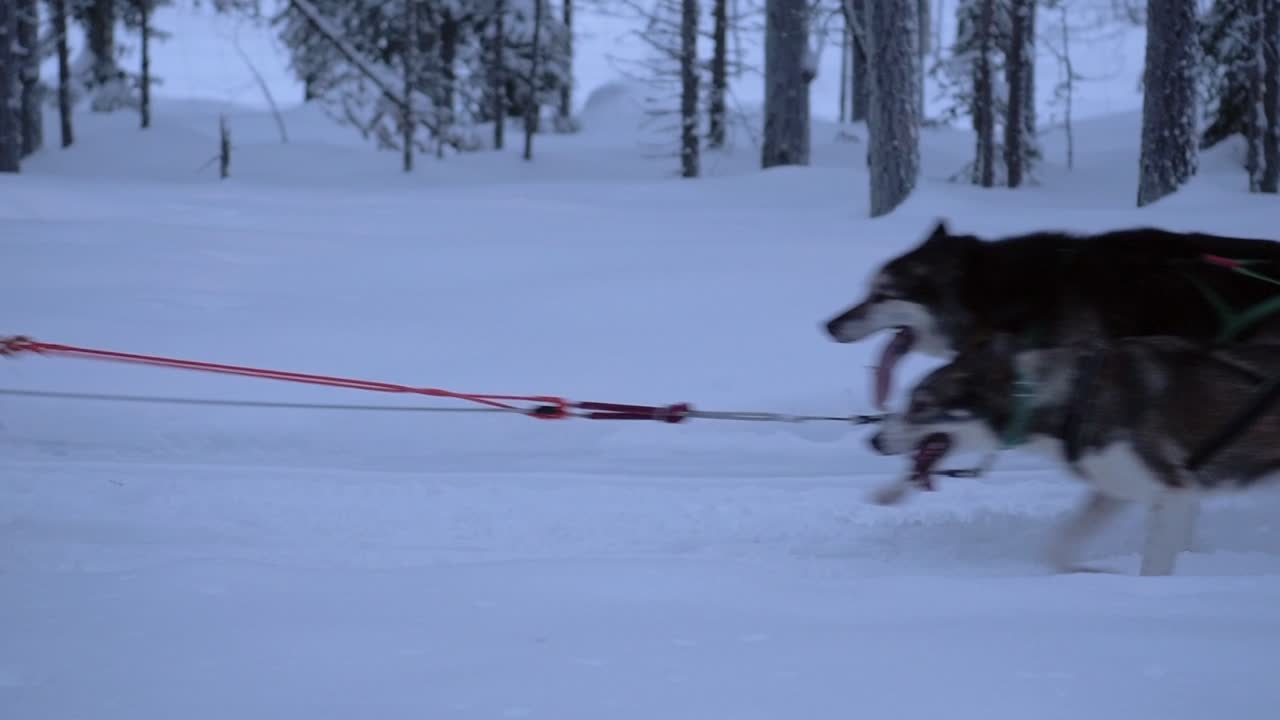 Dog sledding in a snowy winter wonderland
