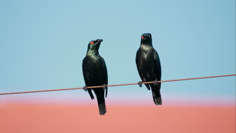 pair of adult asian glossy starling bird perched resting on wire or metal cable against blue sky in philippines