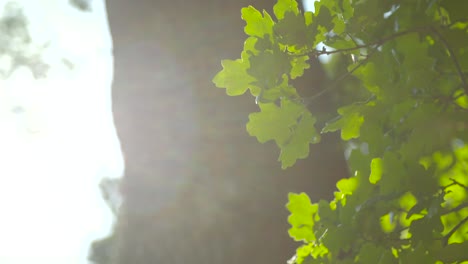 hojas de roble a la luz del sol