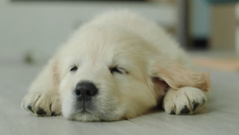 un cachorro rubio durmiendo en el suelo de su casa.