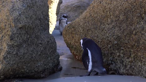 penguin walking through water to another penguin