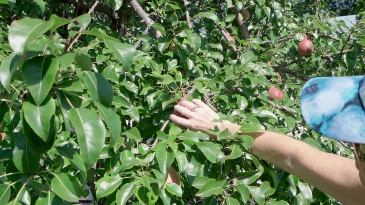 mujer caucásica recogiendo fruta de pera del árbol en el jardín en un día soleado