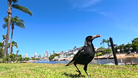 a magpie walks across a grassy area