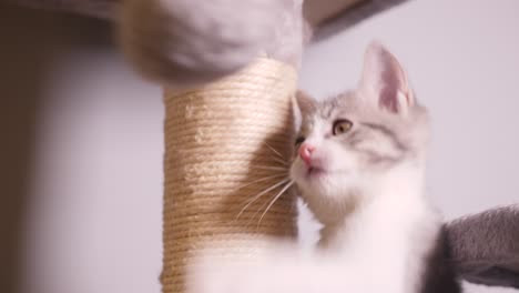 pequeño gatito plateado jugando bola de pelo en el árbol del gato