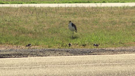 Maskierter-Kiebitzregenpfeifer-Und-Drei-Küken-Auf-Einem-Naturstreifen-An-Der-Straße