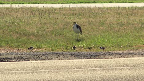 masked lapwing plover and three baby chicks on nature strip by road
