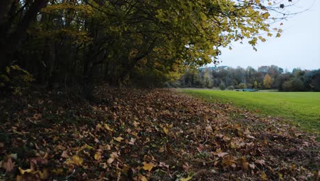 Eine-Nahaufnahme-Der-Abgefallenen-Blätter-Im-Herbst