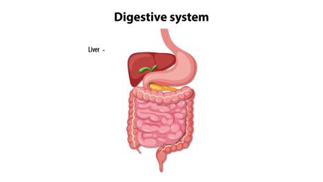 detailed visualization of the human digestive system