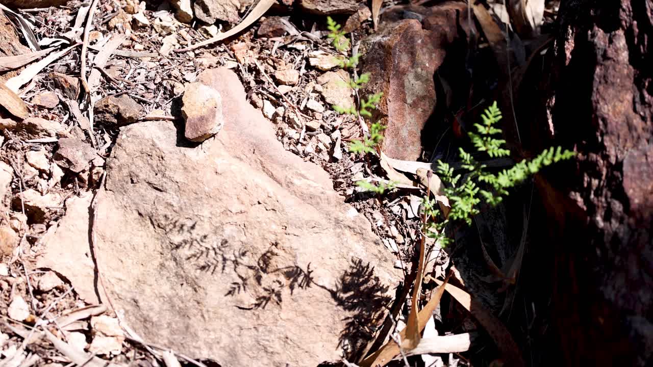 las sombras se desplazan sobre las plantas y el suelo