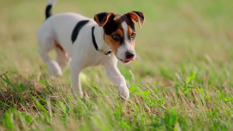 Puppy-dog-fetching-ball-in-green-park-field-on-a-sunny-day