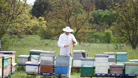 inspection of bee families on apiary. beekeeper examines the bees with an analysis of the nest