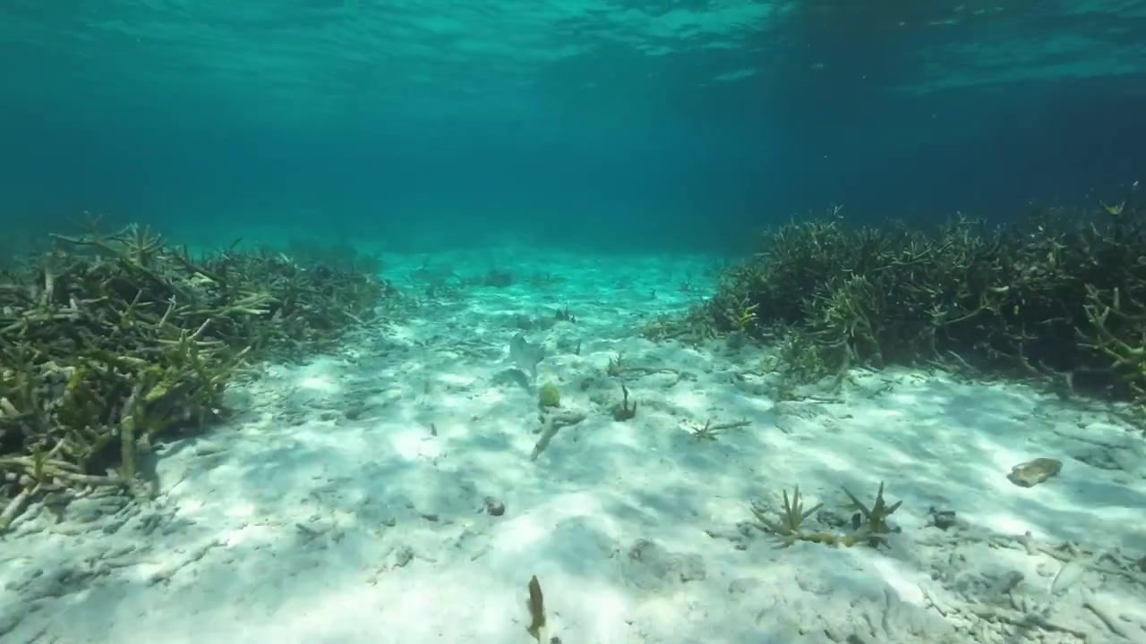 Uma vista subaquática serena de recifes de coral em Los Roques, perfeita para snorkel e exploração da vida marinha.