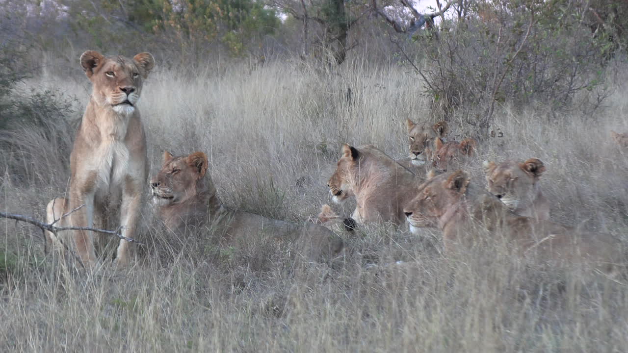Group of female lions catnapping together in the brush