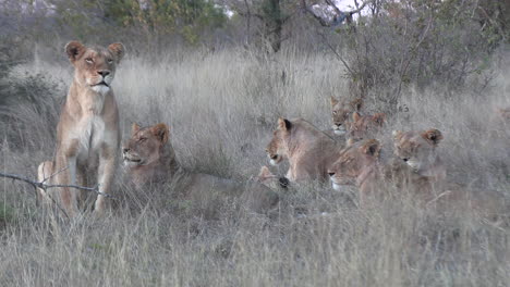 group of female lions catnapping together in the brush