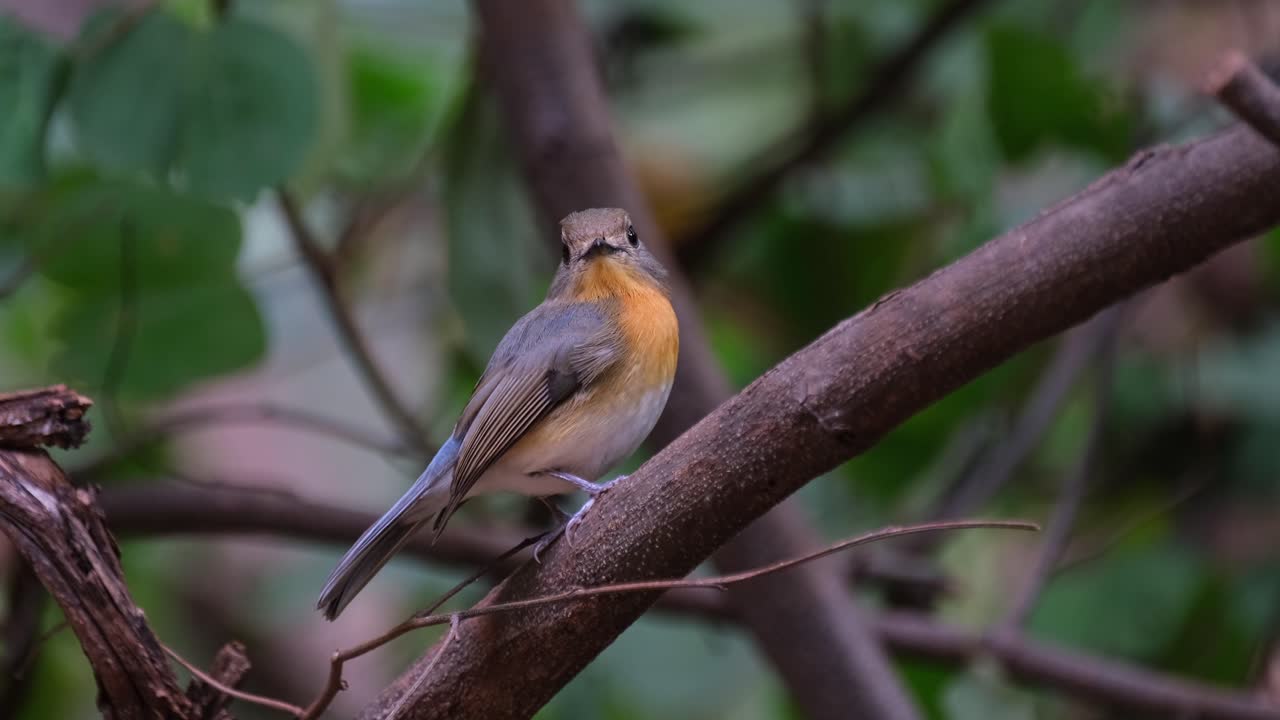 mirando directamente hacia la cámara mientras se acerca, mosquitero azul indochino cyornis sumatrensis hembra, tailandia