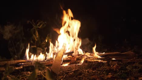 bonfire burning at night in forest. campfire burns on nature. slow motion