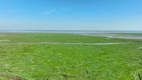 aerial shot of bright green wetlands with grass, bushes and small rivers leading into the sea, under a blue sky