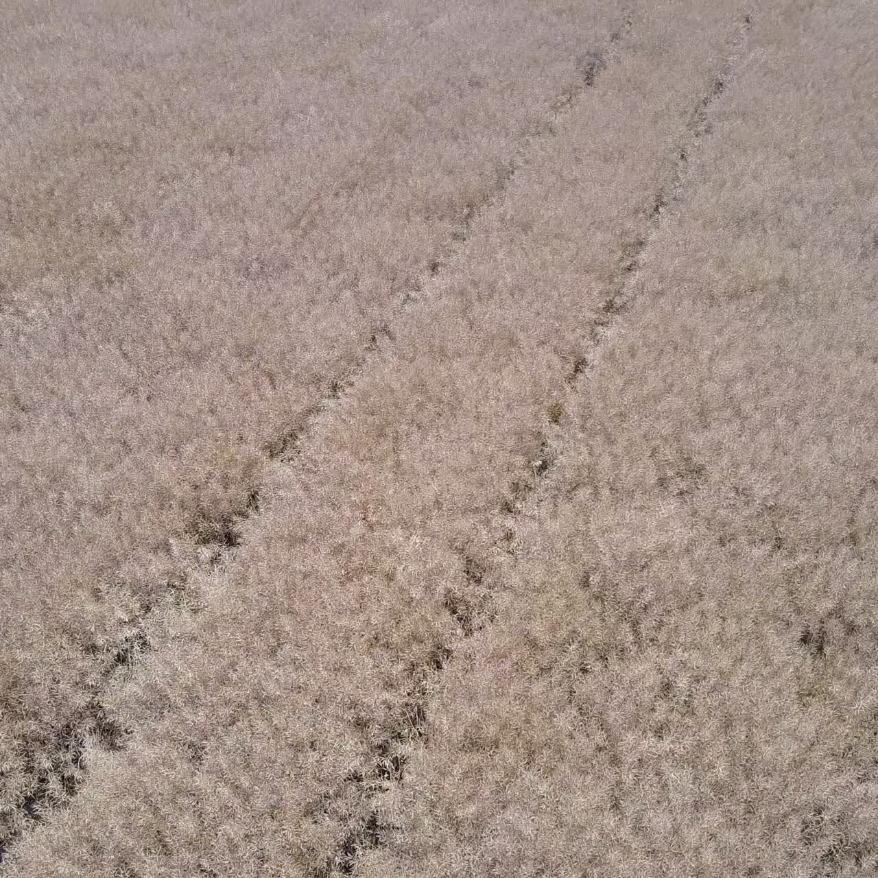 Field Of Oilseed Rape For Bio Fuel