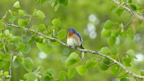 East-Mountain-Bluebird-sitting-on-a-branch-cleaning-feathers-and-scouting-the-surroundings-before-flying-off