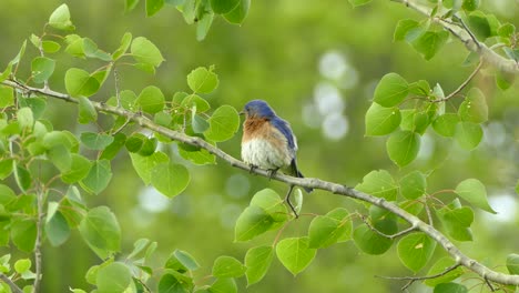 pájaro azul de la montaña del este sentado en una rama limpiando plumas y explorando los alrededores antes de volar