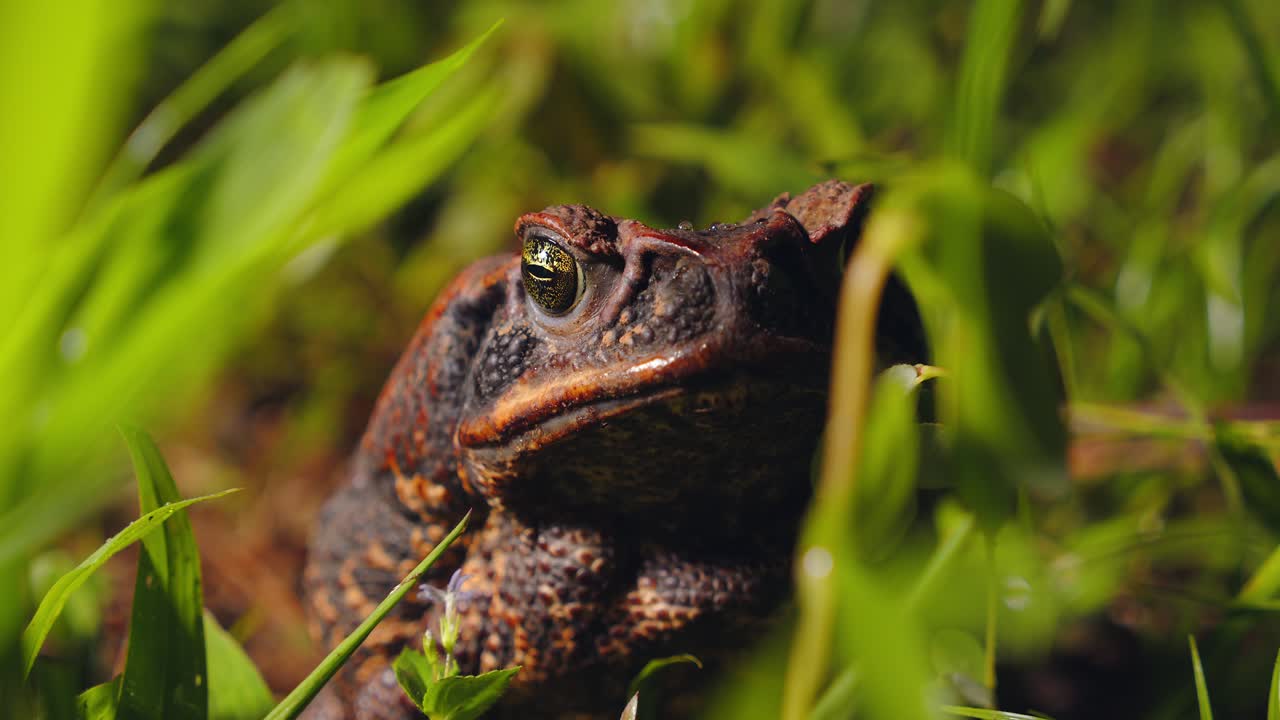Closeup of cane toad in its natural habitat green grass, sitting still on Peru Amazon forest floor.