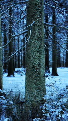 snowy winter forest scene