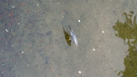 Vertical-video---bird-standing-on-low-water-waiting-for-fish-,-river-in-Singapore