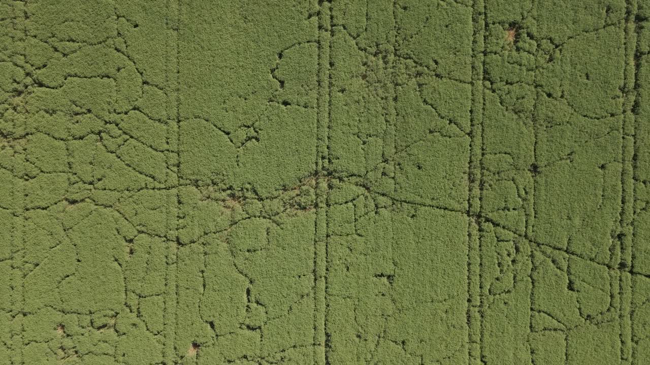 An aerial view of a large green agricultural field with visible crop lines and irregular growth patterns. The video captures the texture and layout of the crops.The drone is rising above the field.