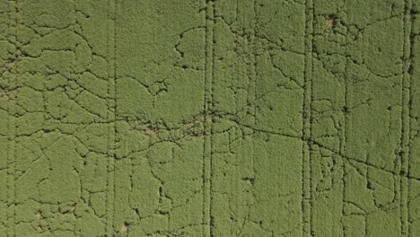 an aerial view of a large green agricultural field with visible crop lines and irregular growth patterns. the video captures the texture and layout of the crops.the drone is rising above the field.