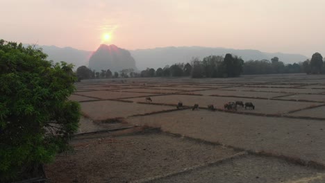 Amplia-Vista-Del-Grupo-De-Búfalos-De-Agua-Pastando-En-Tierra-Seca-En-Laos-Asia,-Aéreo