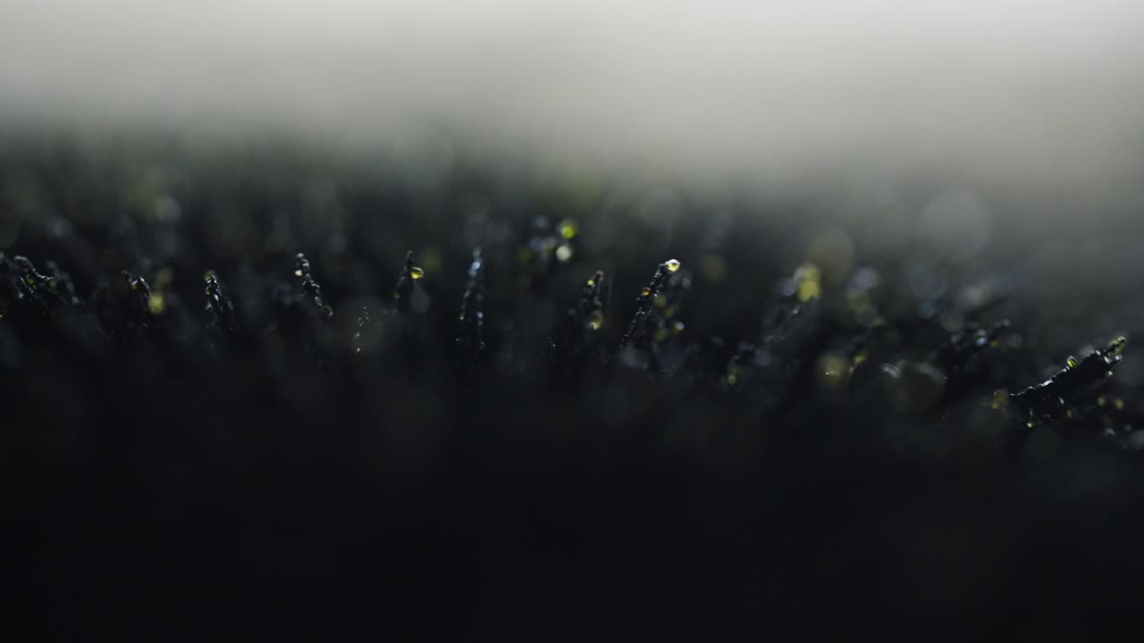 Macro Art Of Volcanic Sand Reacting To Magnetism