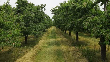 lines of cherry tree in orchard, dolly forward view