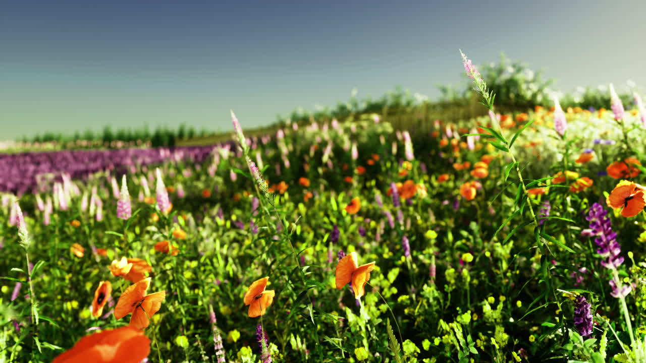 Vibrant wildflower meadow in spring under clear blue sky