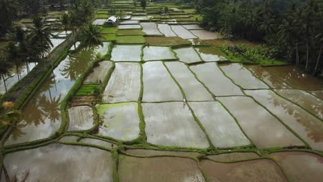 beautiful drone shot flying over some flooded rice terraces in bali, indonesia